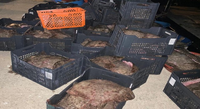 İstanbulda yasa dışı avlanan 9 ton kalkan balığı ele geçirildi