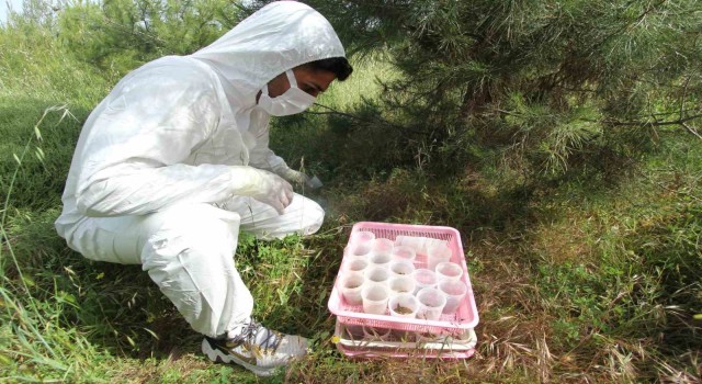 İzmir Aliağada ‘terminatör böcekler doğaya salındı