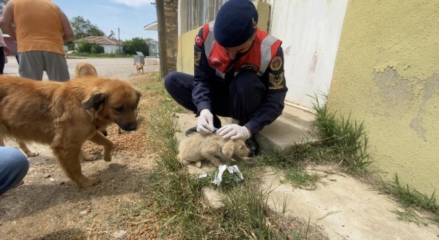 Jandarmadan sokak hayvanlarına şefkat eli