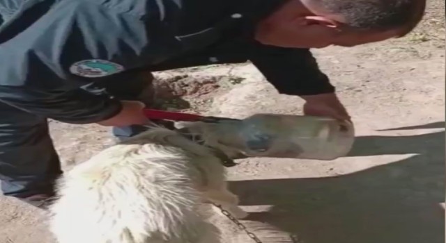 Kafası bidona sıkışan köpeği itfaiye kurtardı