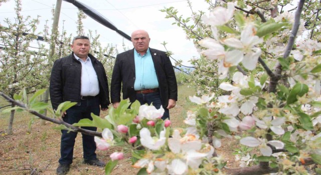 Karamanda 12 milyon elma ağacı aynı anda çiçek açtı