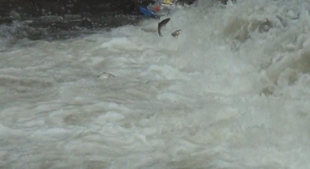 Karsta balıkların ölüm göçü başladı