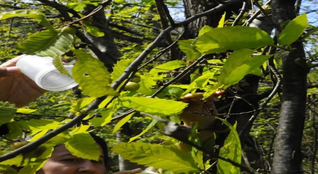 Kastamonuda katil gal arısıyla mücadele devam ediyor