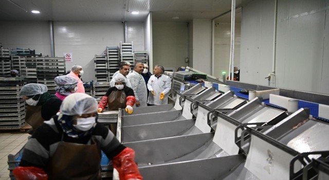 Kayserideki tesiste günlük 60 ton balık işleniyor