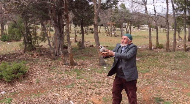 Konyada kınalı keklikler doğaya salındı