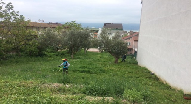 Körfezde yabani ot biçme çalışmaları sürüyor