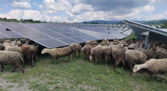 Kosovada güneş enerjisi panellerinin temizleyicisi: Koyun ve keçiler