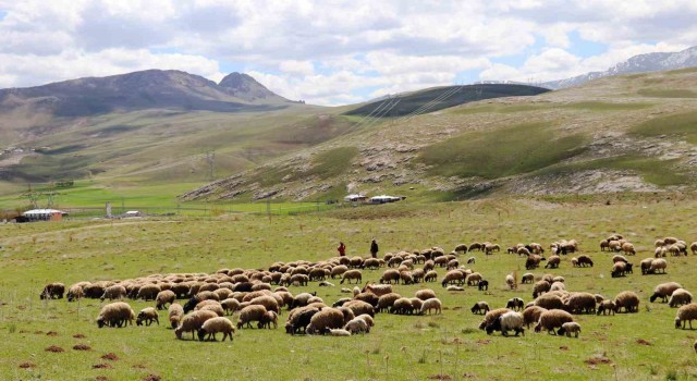 ‘Köyümde Yaşamak İçin Bir Sürü Nedenim Var projesi çitçilerin yüzünü güldürdü
