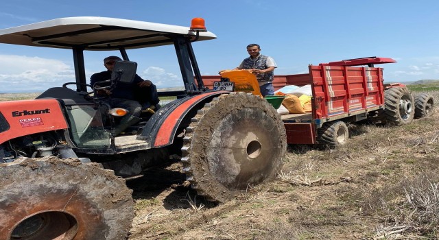 Kulada çeltik ekimi başladı