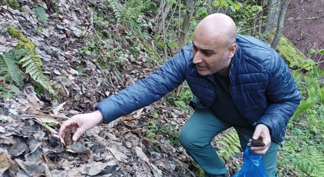 Kuzugöbeği mantarının fiyatı altınla yarışıyor