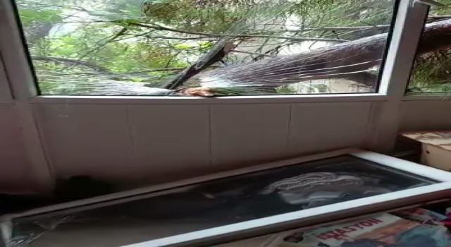 Maltepede devrilen ağaç evinin camlarını kırdı, facia ucuz atlatıldı