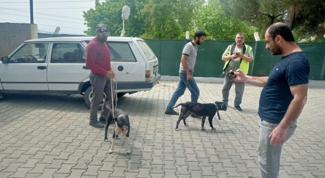 Manisada pitbull ile oklu kirpi avlayan 6 kişiye 138 bin 198 lira para cezası