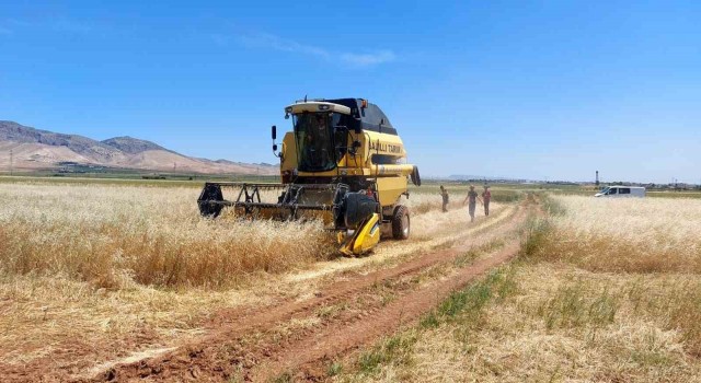 Mardinde ilk arpa hasadında verim artışı çiftçinin yüzünü güldürdü