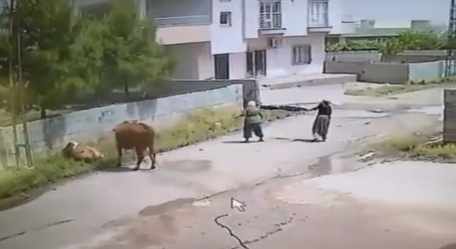 Mardinde ineğin ölüme gitme anı kameraya yansıdı