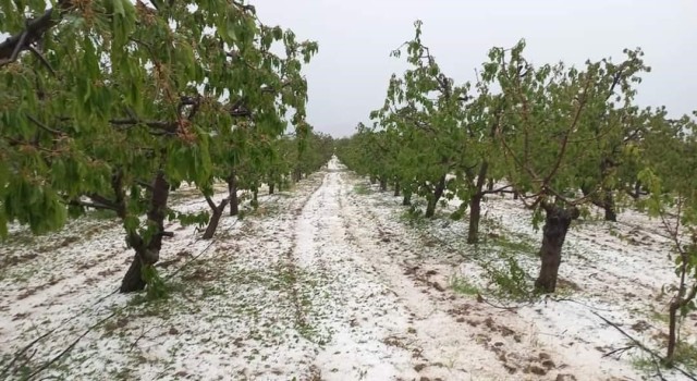 Mayıs ayının ortasında kiraz bahçelerini dolu vurdu