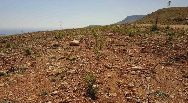 Mersinde yanan orman sahaları yeşeriyor
