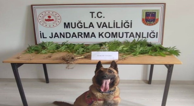 Muğla jandarmasının hassas burunları uyuşturucuya geçit vermedi