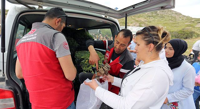 Muğla'da 2,5 milyon ata fidesi toprakla buluştu