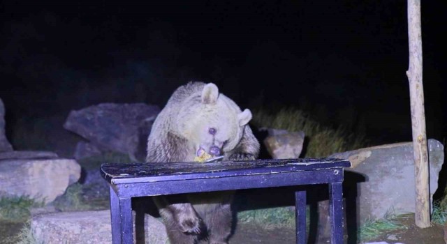 Nemrutun ayıları kış uykusundan uyandı