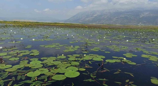 Nilüfer tarlası doğaseverlerle buluşmak için gün sayıyor