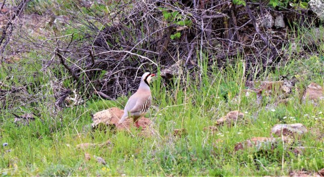 Olurda keklikler objektiflere yakalandı