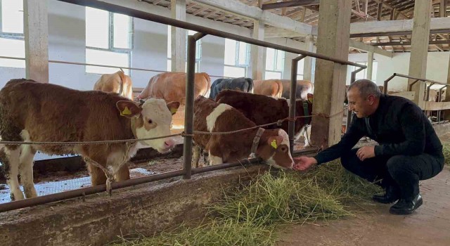 Orduda besiciler yeni ahır sistemini benimsedi