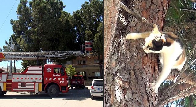 Osmaniye'de Ağaçtan inemeyen kediyi, İtfaiye indirdi