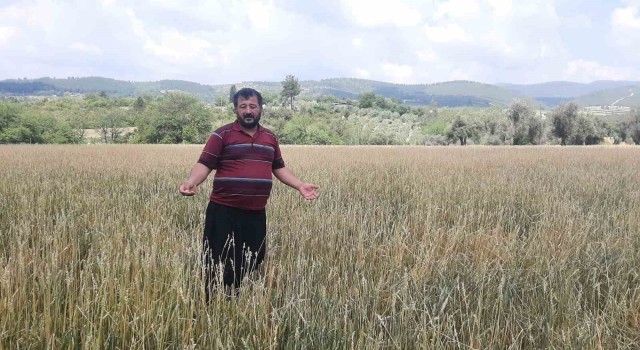 Osmaniyede dolu yağışı buğday tarlalarını vurdu