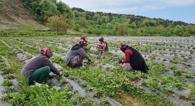 Osmanlı çileği üreticileri hasat için gün sayıyor