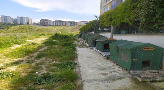 Otomobiliyle  köpeği ezdi, umursamadan yoluna devam etti