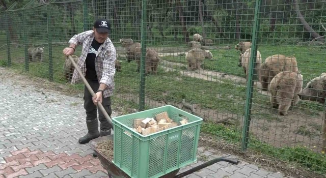 (Özel) 74 dansçı ayıya özel ekmek fırını...Artık ekmeğin de iyisini ayılar yiyor