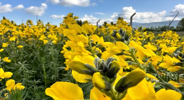 Bu çiçeği koparmanın cezası dudak uçuklatıyor
