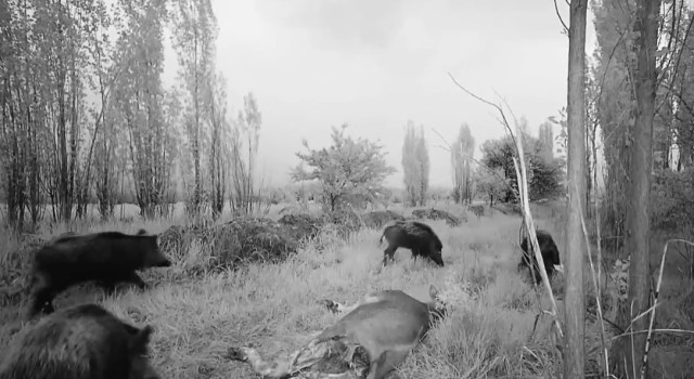 Popülasyonu artan domuz sürüsü havadan görüntülendi