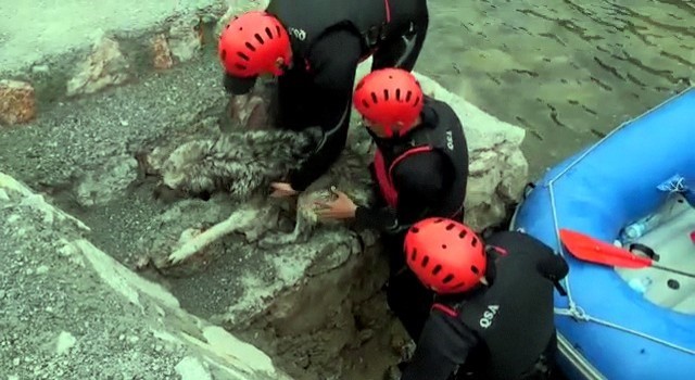 Rafting parkurunda donmak üzere olan köpeğin imdadına sporcular yetişti