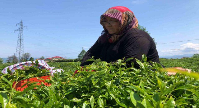 Rizede yaş çay üreticileri bahçelere girmeye başladı
