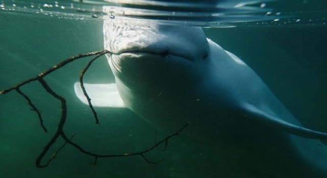 Rusya'nın casus balinası İsveç'te görüldü