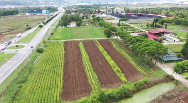 Samsunda üretilen 134 türden 10 milyon fidan Türkiyeyi yeşillendiriyor