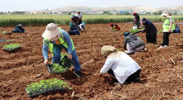 Şanlıurfada 200 bin isot fidesi toprakla buluştu