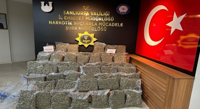 Şanlıurfada 50 kilogram skunk ele geçirildi
