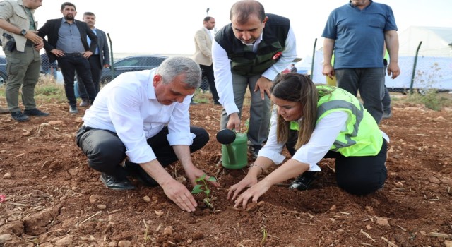 Şanlıurfada çiftçilere isot fidesi dağıtıldı