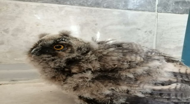 Şanlıurfada yaralı bulunan baykuş tedavi altına alındı