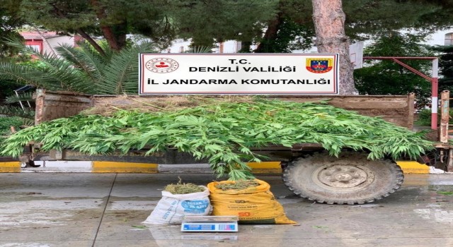 Sarayköyde 13 kilo esrar, 1300 kök kenevir yakalandı