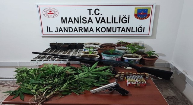 Saruhanlıda 403 kök kenevir ele geçirildi