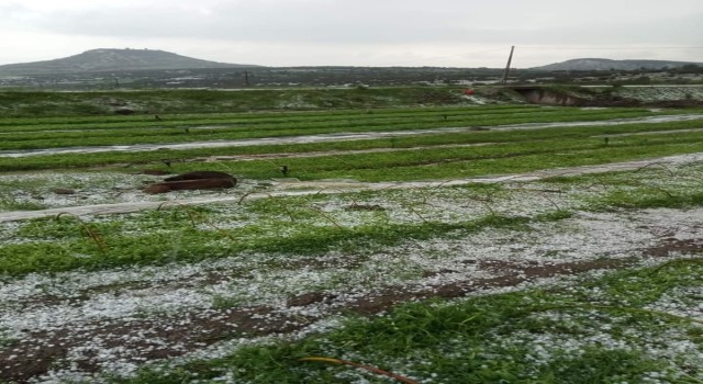 Selendide dolu yağışı ekili alanlara zarar verdi