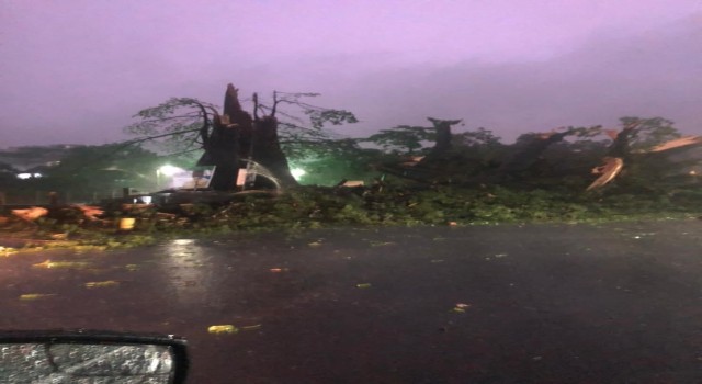 Sierra Leonenun sembolü 400 yıllık pamuk ağacı fırtına nedeniyle devrildi