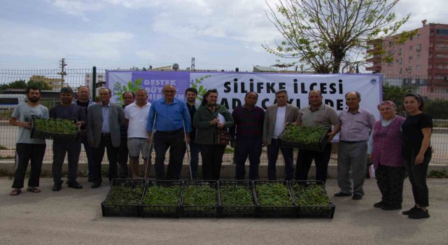 Silifkede üreticilere 50 bin adet ada çayı fidesi desteği