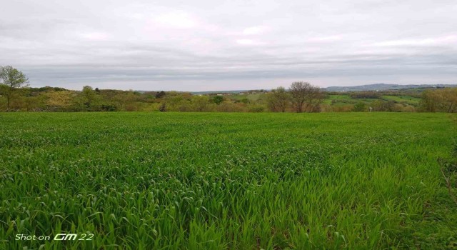 Sinoplu ziraat mühendisi uyardı: “Yanlış buğday tohumu seçimi ilaç kullanmak zorunda bırakıyor”