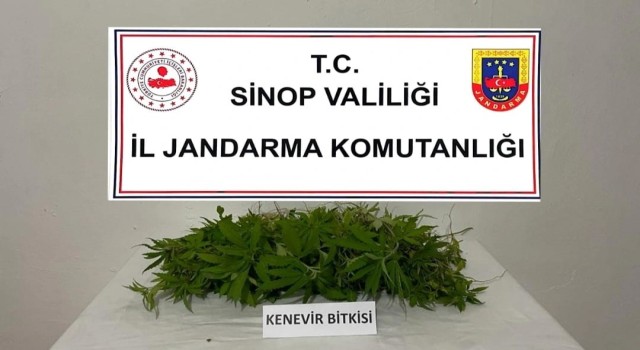 Sinopta 226 kök kenevir ele geçirildi