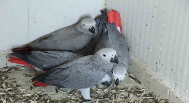 Şırnaka yasa dışı yollarla getirilen 5 papağan ele geçirildi