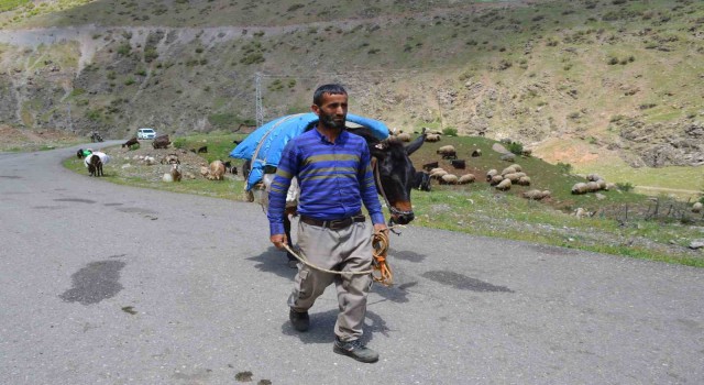 Şırnakta göçerler yaylaya ulaştı